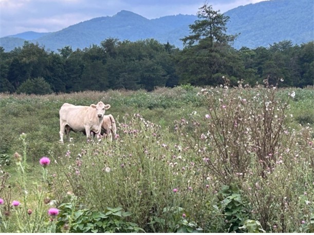 Charlotte and Charletta - cows in the meadow